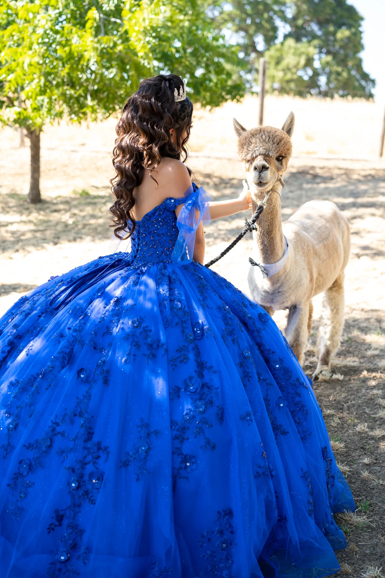 Quinceañera con vestido azul vista de espaldas mientras guía una alpaca en la granja