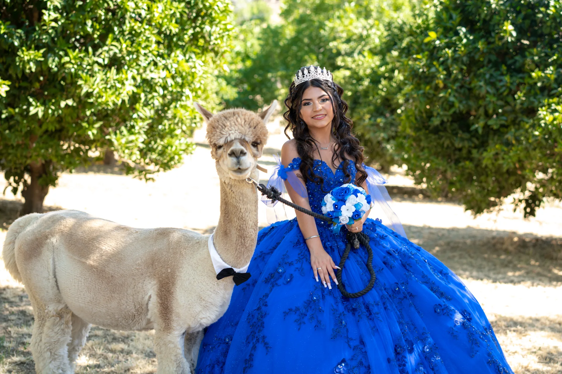 Quinceañera con vestido azul y bouquet posando junto a una alpaca en Vacaville