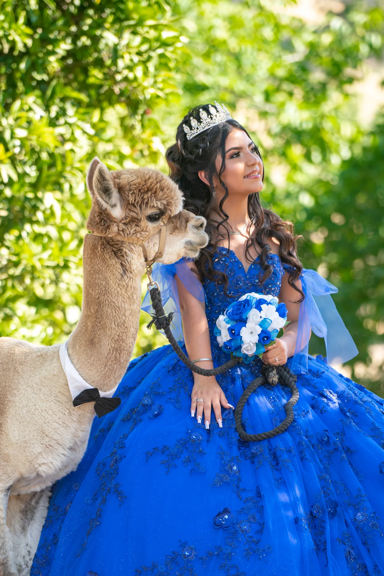 Retrato de quinceañera con corona, bouquet azul y una alpaca en una granja
