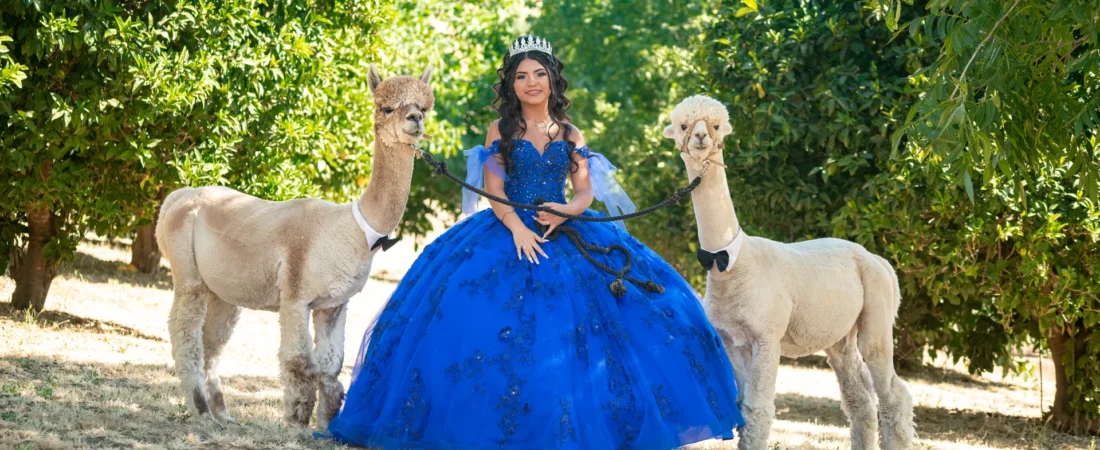 Sesión de fotos de quinceañera con alpacas en Vacaville