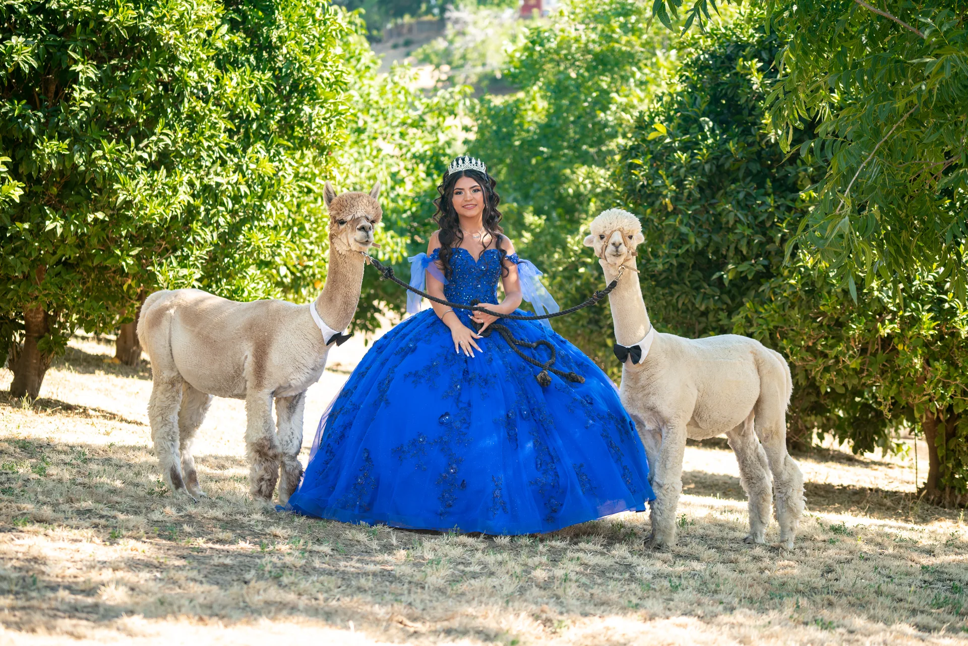 Quinceañera con vestido azul royal posando con dos alpacas en una granja de Vacaville, California